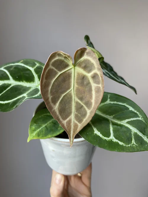 Anthurium Hybrid: Anthurium Silver Fox — All The Plant Babies